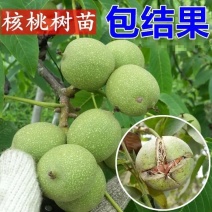 核桃苗纸皮薄皮香玲8518核桃苗品种纯正