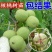 核桃苗纸皮薄皮香玲8518核桃苗品种纯正