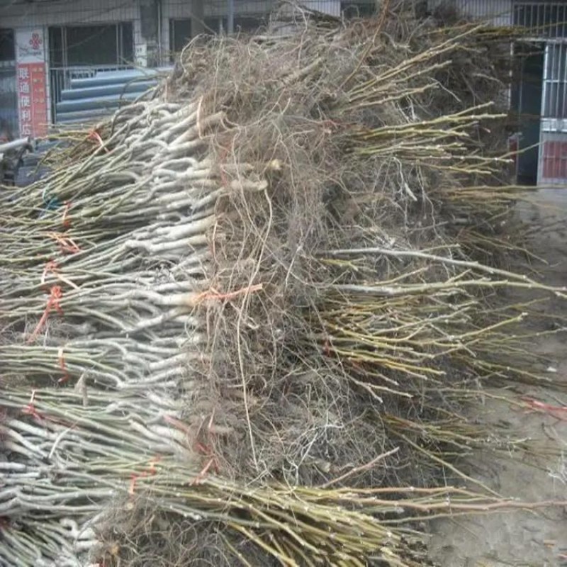 核桃苗纸皮薄皮香玲8518核桃苗品种纯正