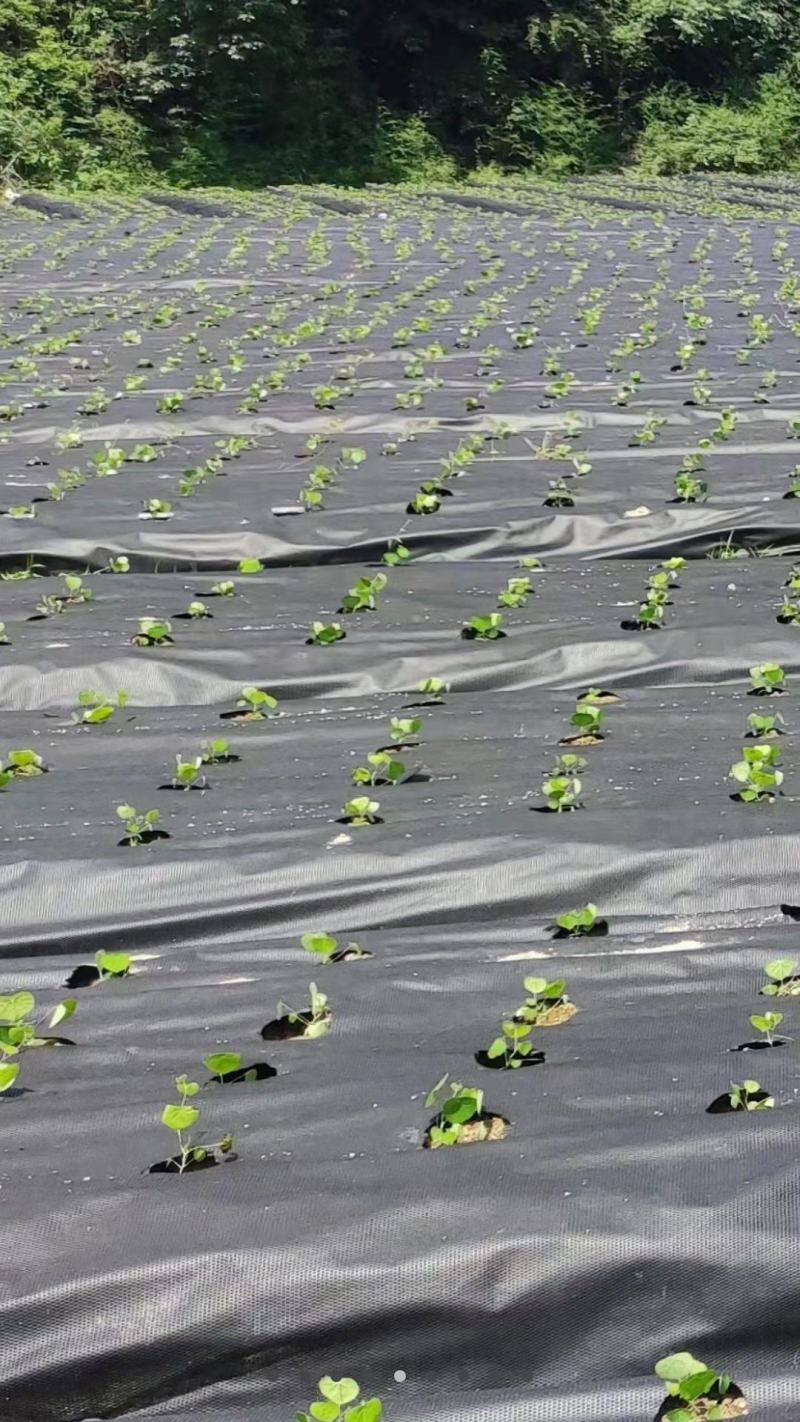 粉防己苗，采摘多年老树种子，成活率高，免费提供种植技术