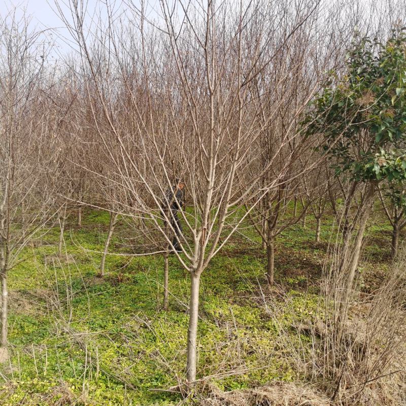 桃树江苏沭阳基地直供无中间商有需要联系我！