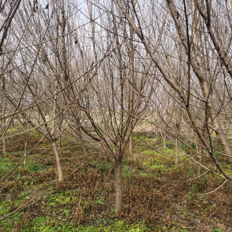 桃树江苏沭阳基地直供无中间商有需要联系我！