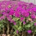 紫花三角梅四季开花长青观赏性好容易生存