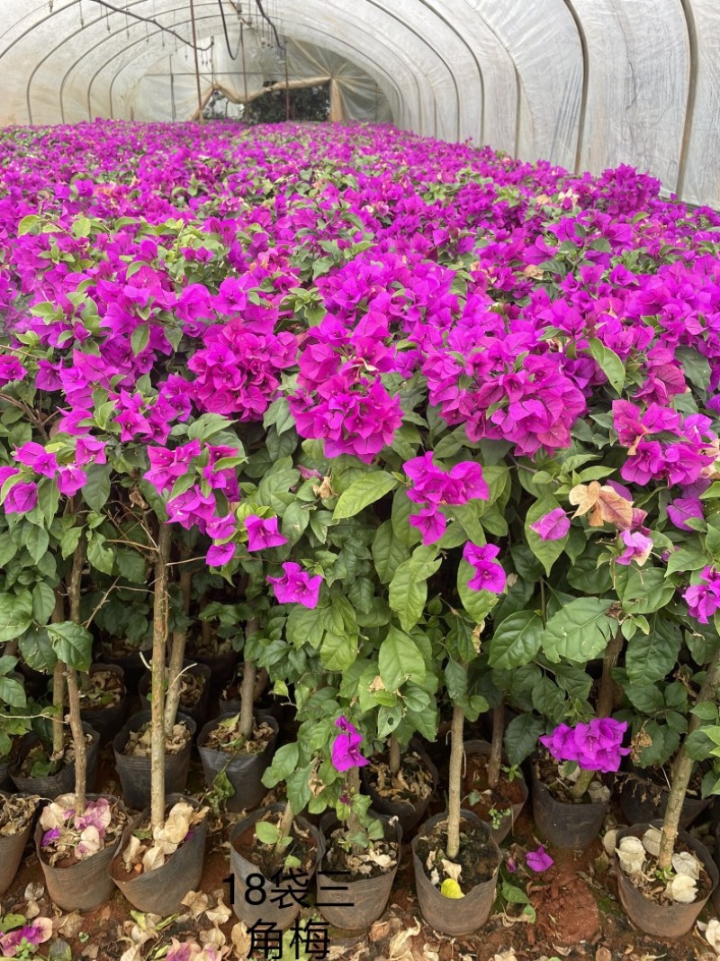 紫花三角梅四季开花长青观赏性好容易生存