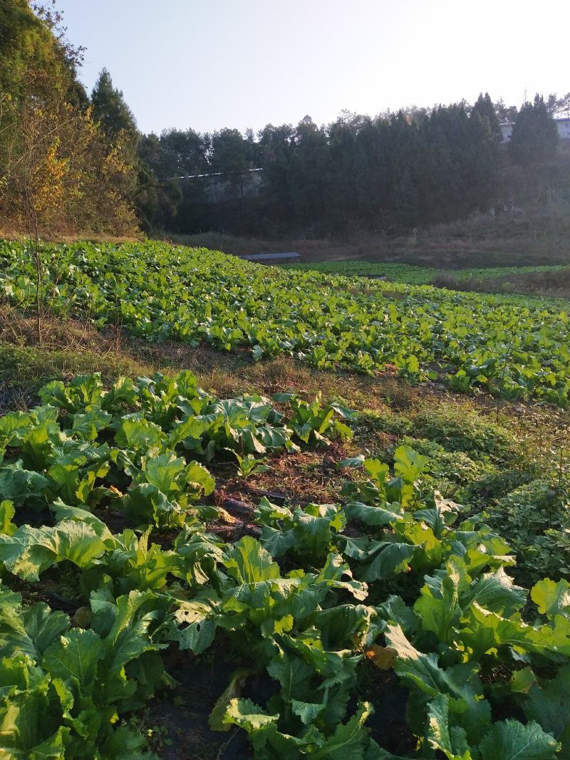四川儿菜1月份上市，有需要的老板联系