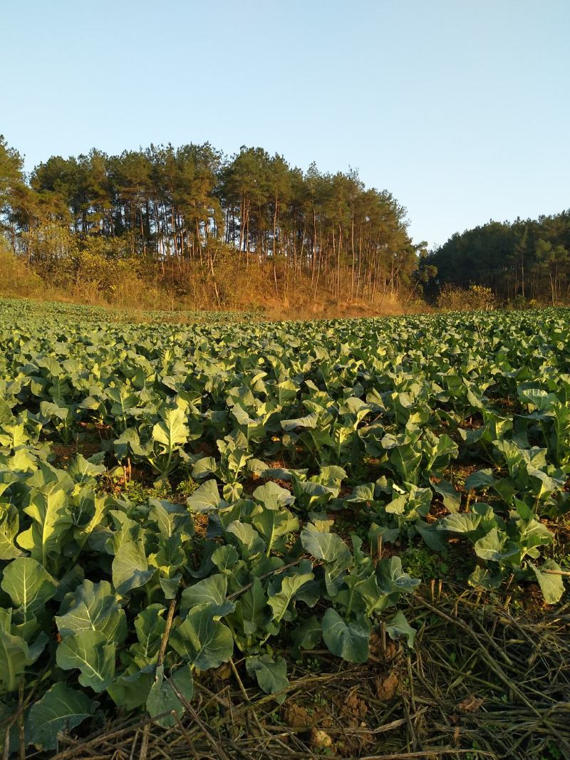 四川儿菜1月份上市，有需要的老板联系
