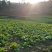 四川儿菜1月份上市，有需要的老板联系