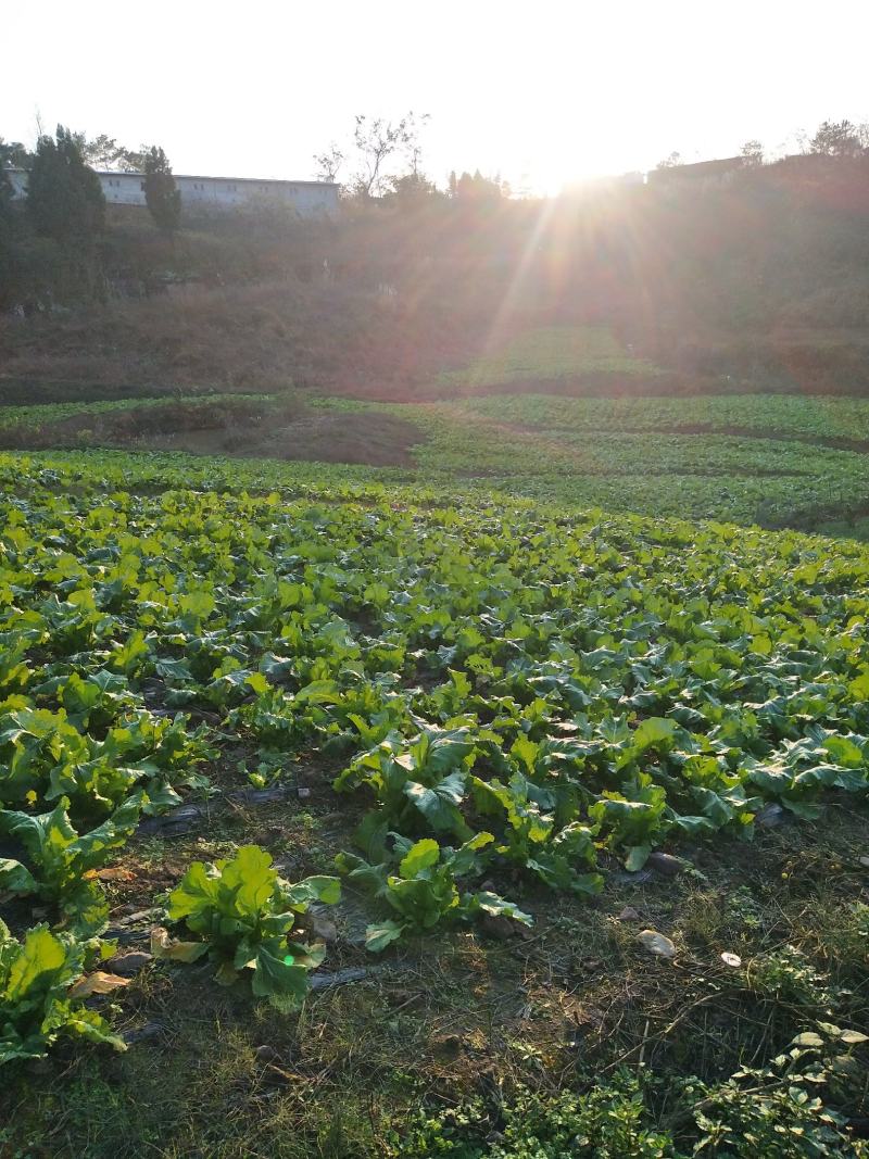 四川儿菜1月份上市，有需要的老板联系