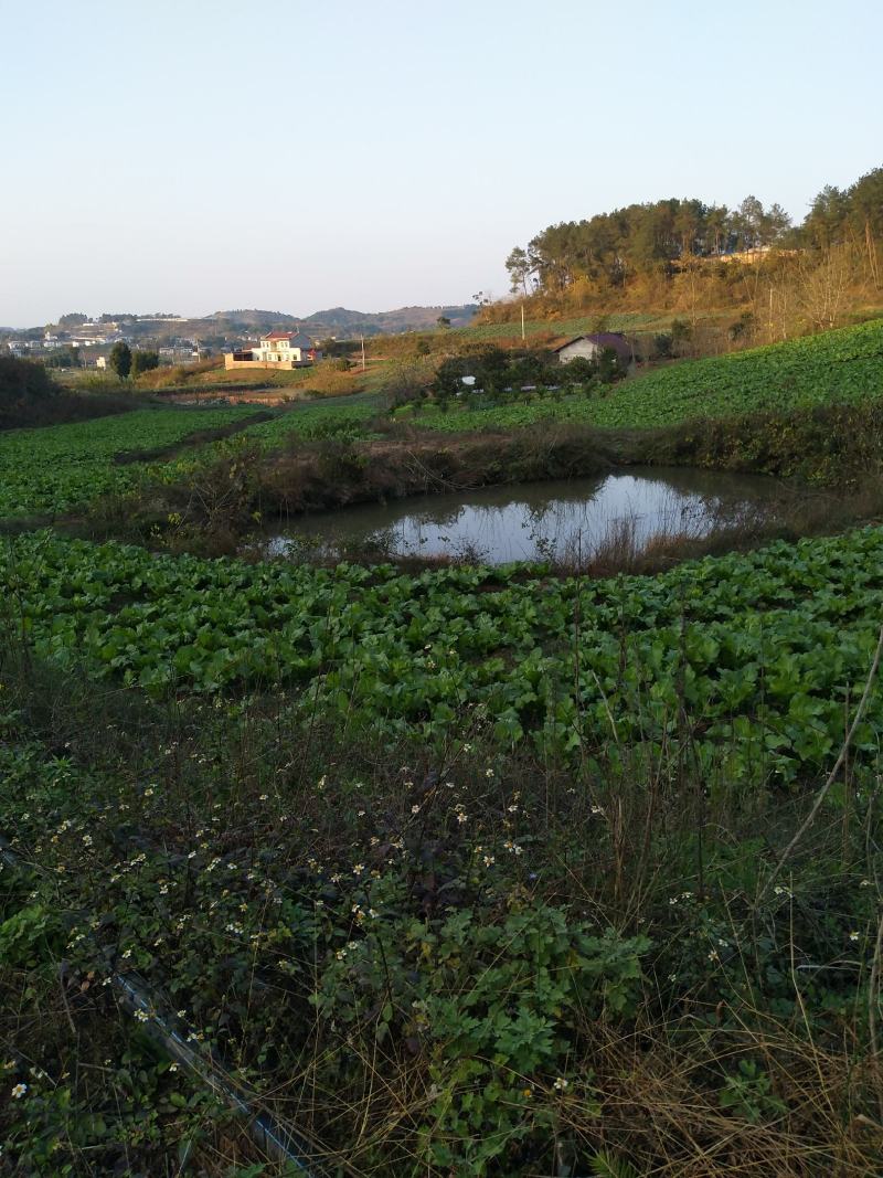 四川儿菜1月份上市，有需要的老板联系