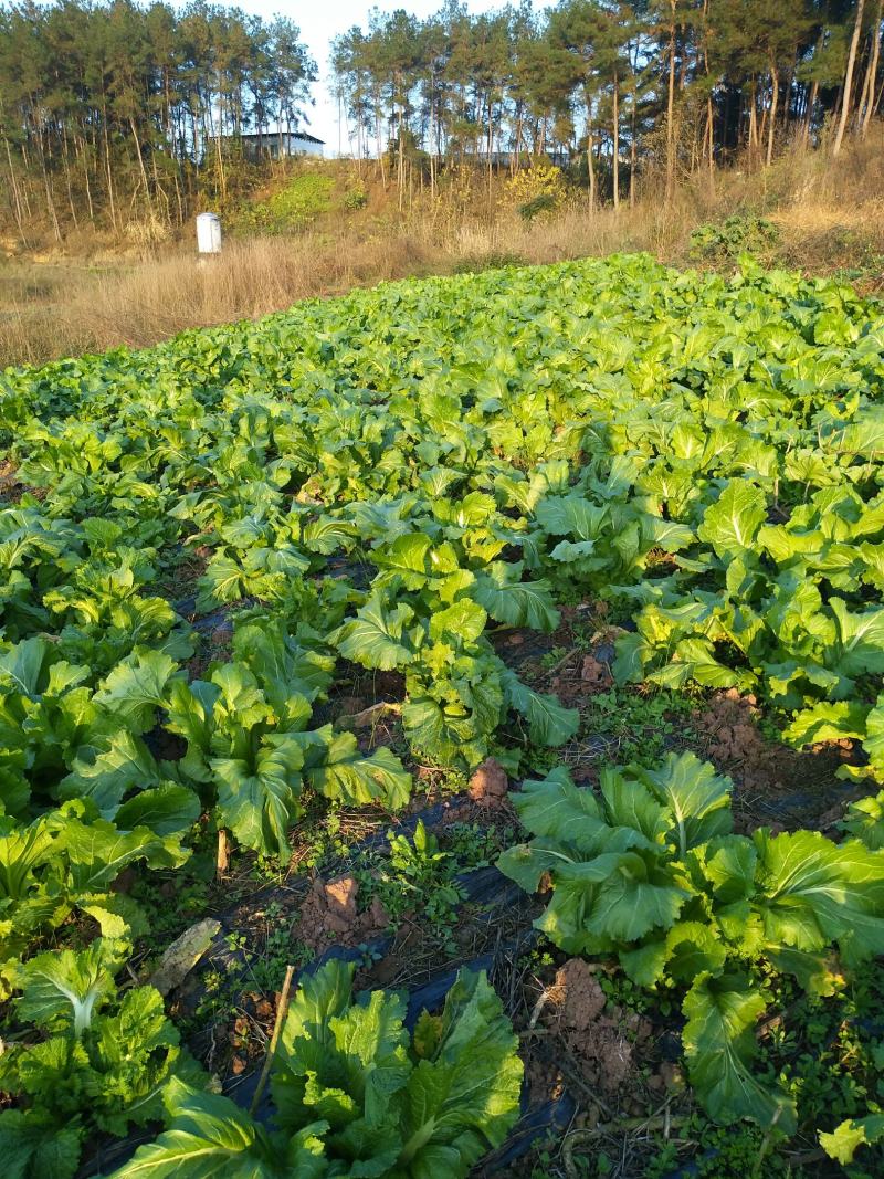 四川儿菜1月份上市，有需要的老板联系