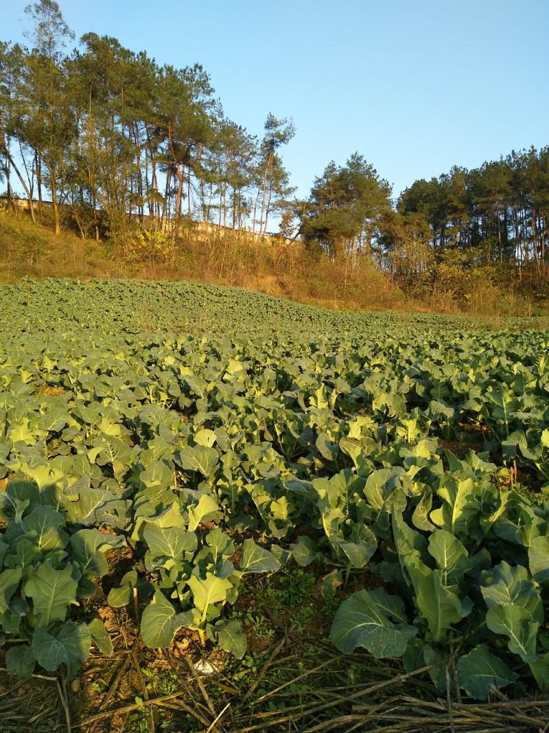 四川儿菜1月份上市，有需要的老板联系