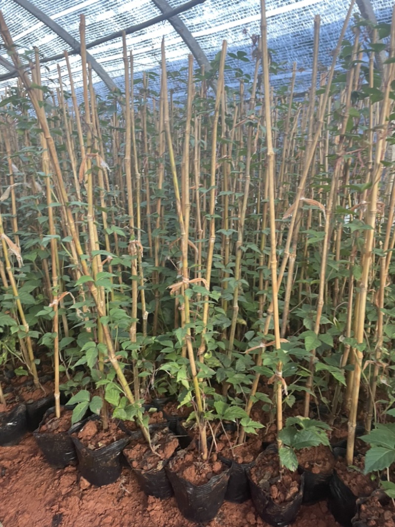 爬山虎爬墙能力强只需栽在墙边即可爬墙生长