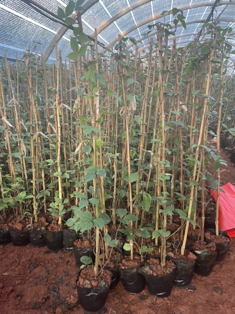 爬山虎爬墙能力强只需栽在墙边即可爬墙生长