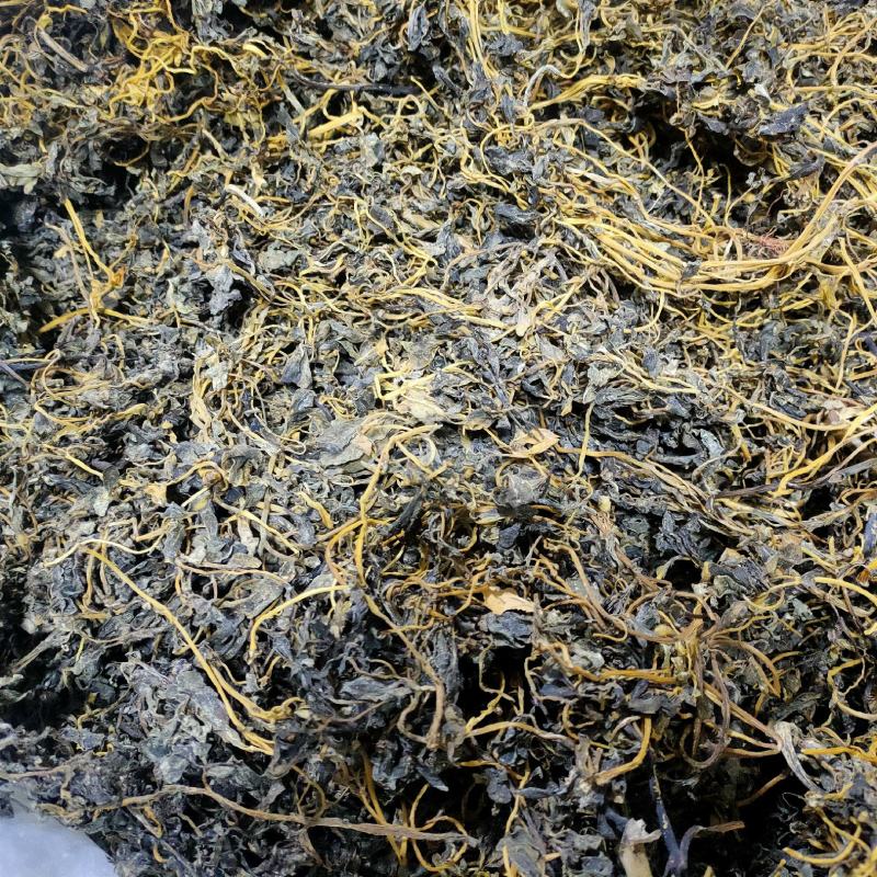 干马齿苋菜蚂蚱菜当年无根无杂质马齿苋干净货长寿菜