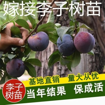 【推荐】苗圃基地直发李子苗恐龙蛋蜂糖李现挖现发死苗补发