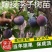 【推荐】苗圃基地直发李子苗恐龙蛋蜂糖李现挖现发死苗补发