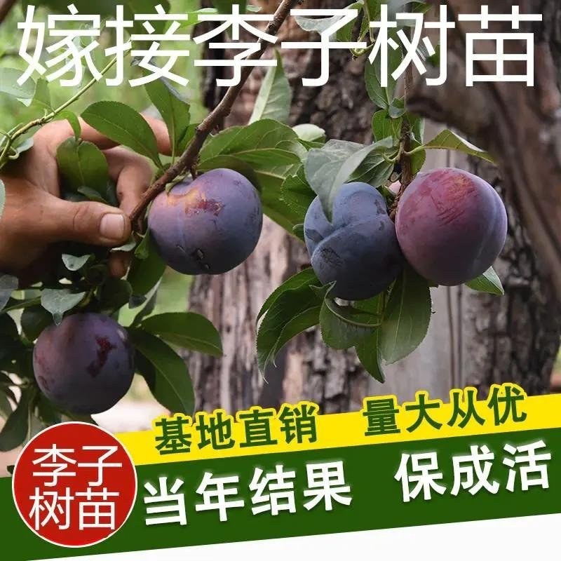 【推荐】苗圃基地直发李子苗恐龙蛋蜂糖李现挖现发死苗补发