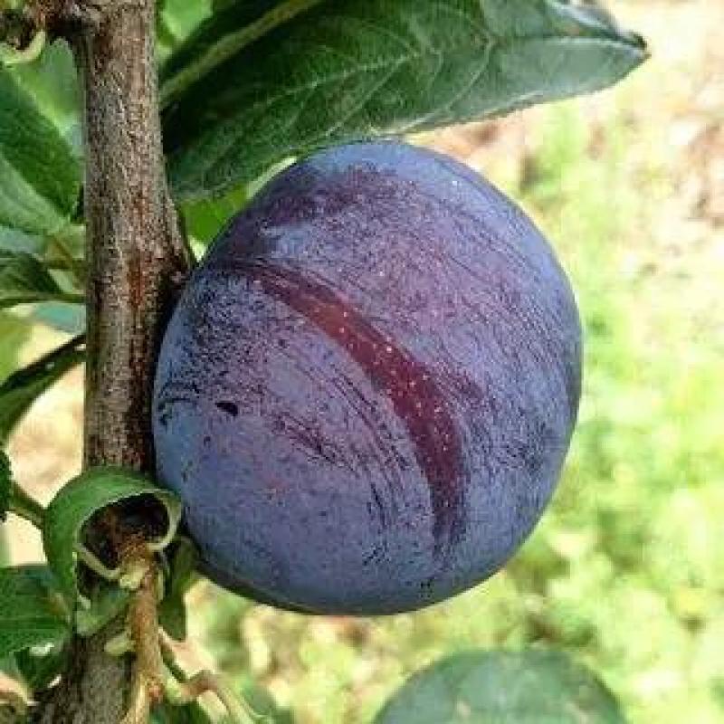 【推荐】苗圃基地直发李子苗恐龙蛋蜂糖李现挖现发死苗补发