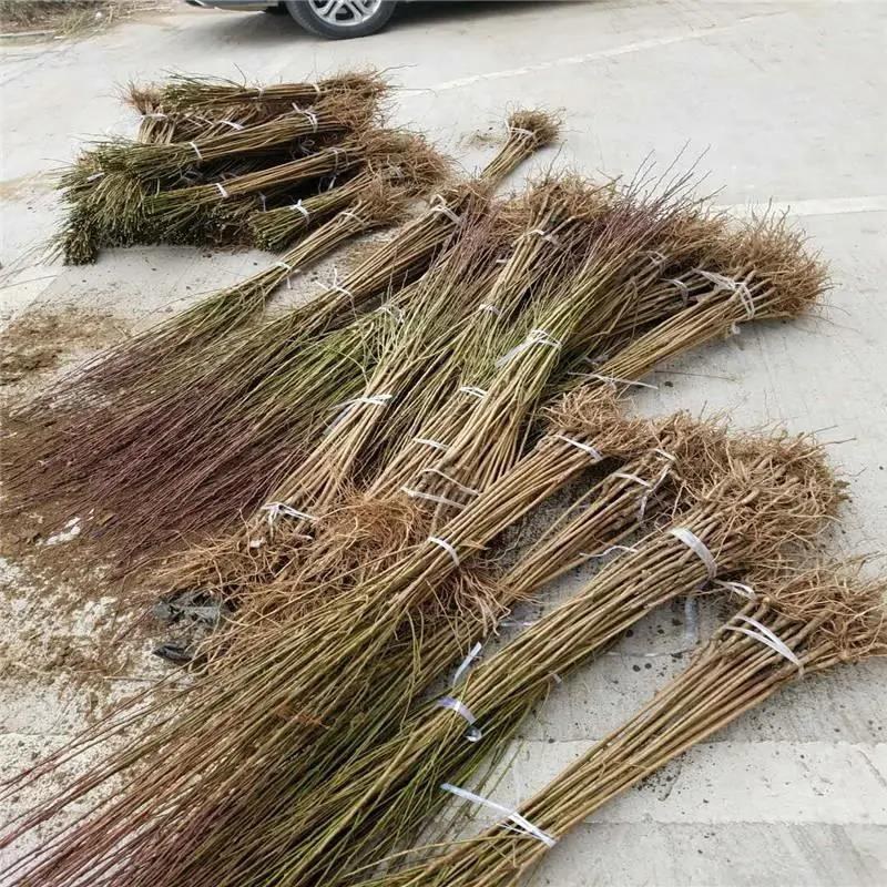 【推荐】苗圃基地直发李子苗恐龙蛋蜂糖李现挖现发死苗补发