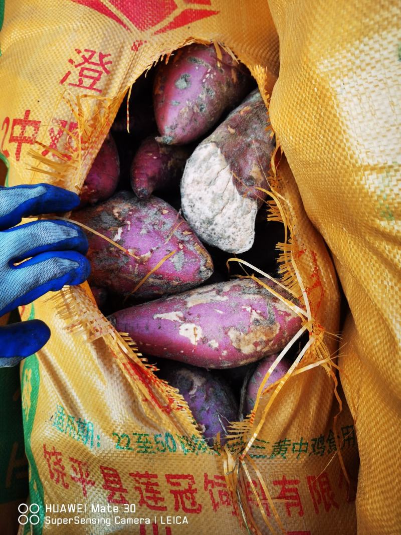 西瓜红601紫薯加工薯工厂薯次品薯牛薯低端市场货