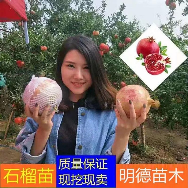 【推荐】苗圃直发石榴苗突尼斯软籽蒙阳红现挖现发死苗补发