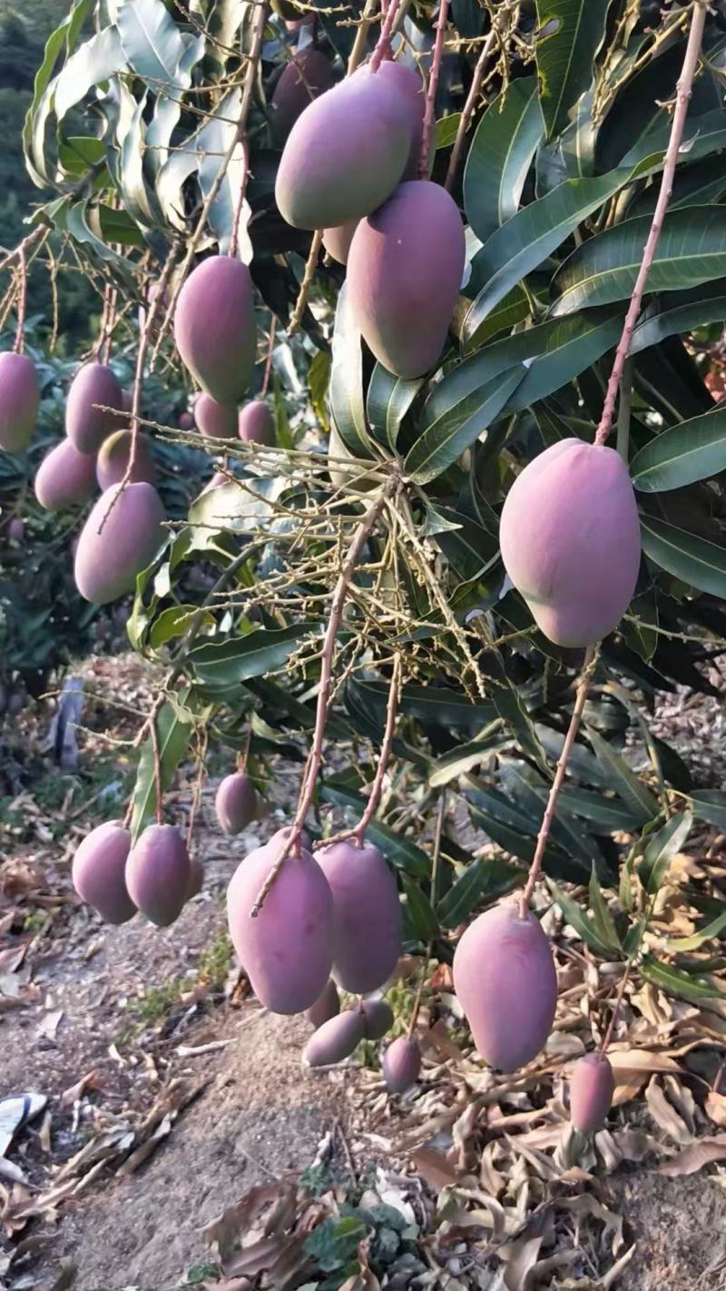 海南精品台芽芒