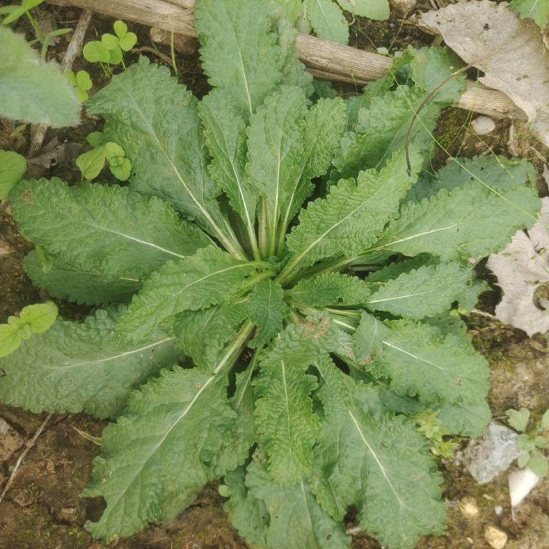 蛤蟆草，田间地头很多，秋收后父母在家闲不住弄得，纯野生。