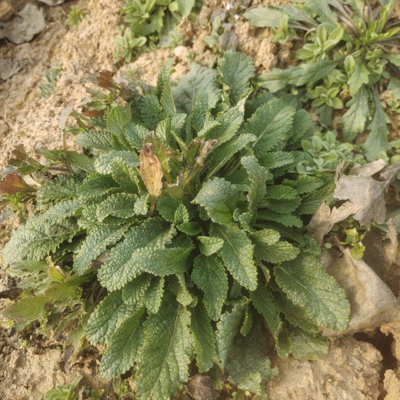 蛤蟆草，田间地头很多，秋收后父母在家闲不住弄得，纯野生。