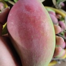 海南精品台芽芒