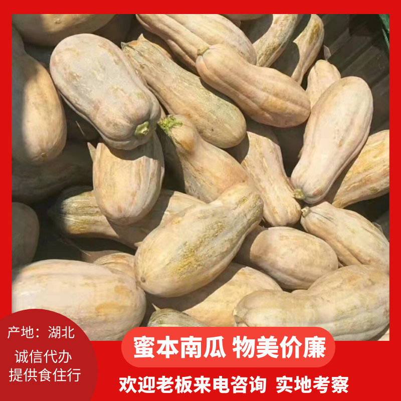 全黄密本南瓜大量供应欢迎联系，诚信经营互惠互利