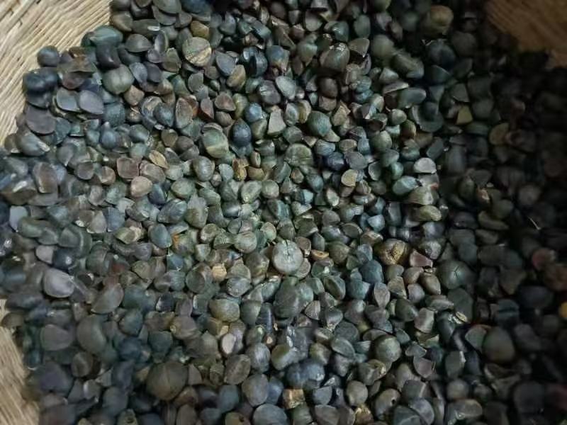 野生茶籽油，原生态，自采自摘，保证正品。