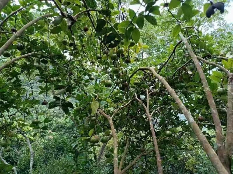 野生茶籽油，原生态，自采自摘，保证正品。