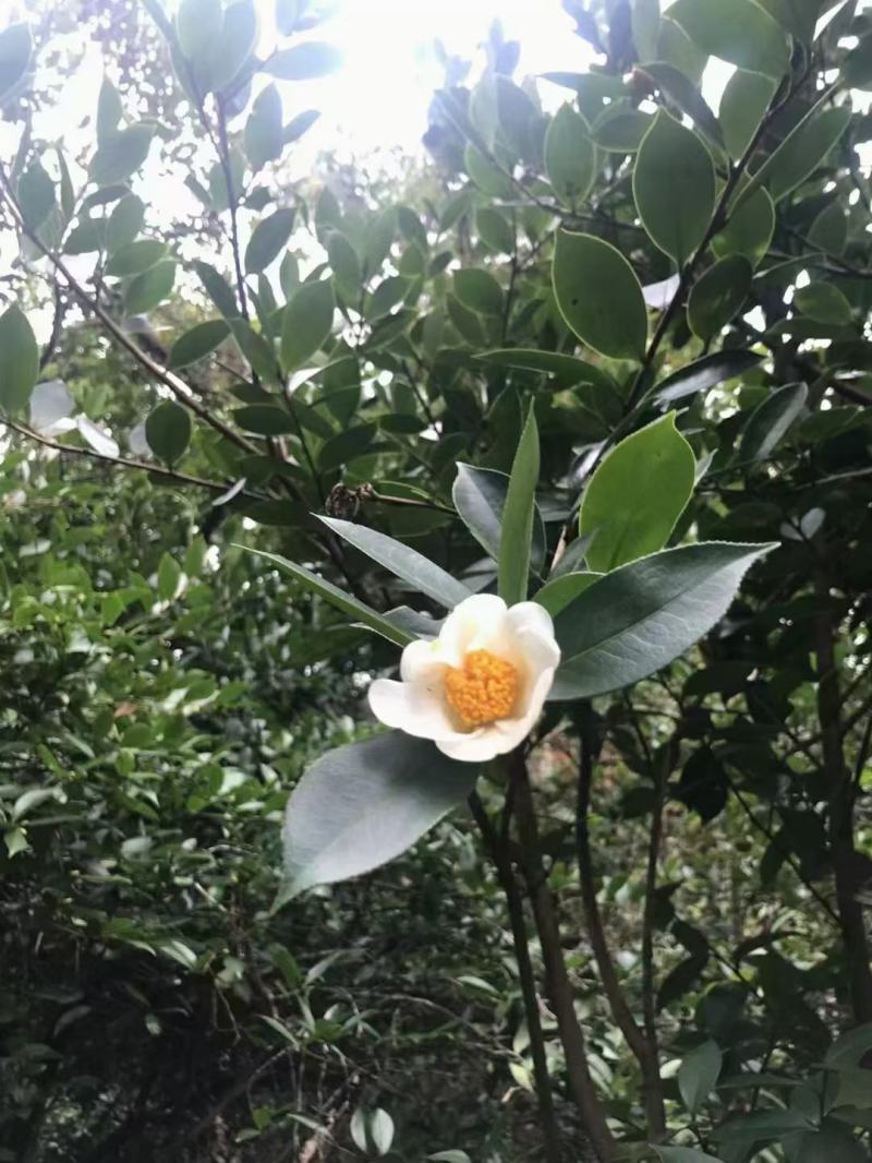 野生茶籽油，原生态，自采自摘，保证正品。