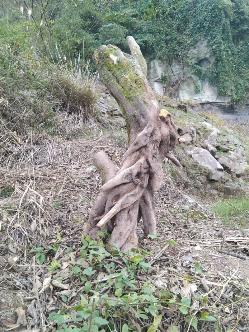 金弹子树桩