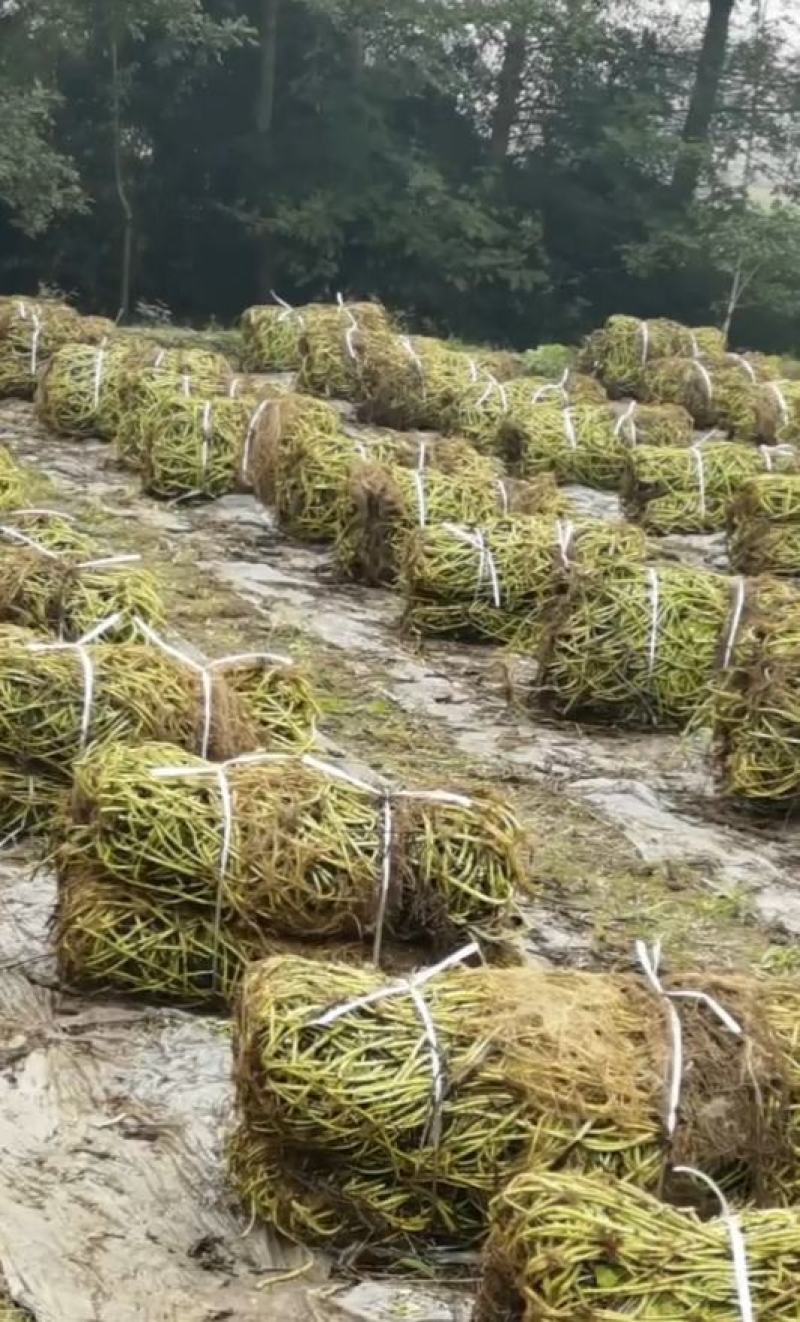 空心菜种藤，产地直供，自产自销