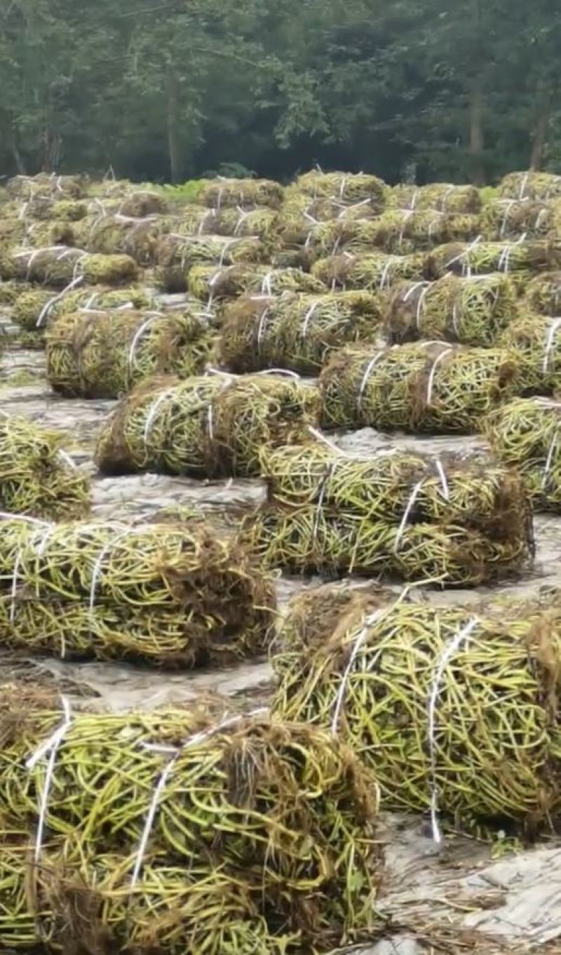 空心菜种藤，产地直供，自产自销
