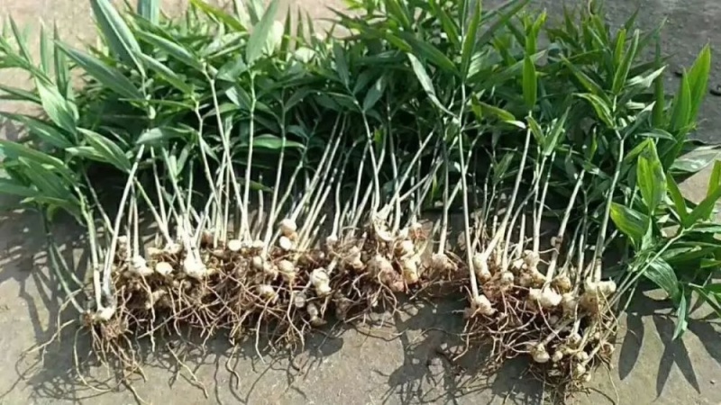 药典黄精种苗多花姜型不倒苗甜黄精精品中药材