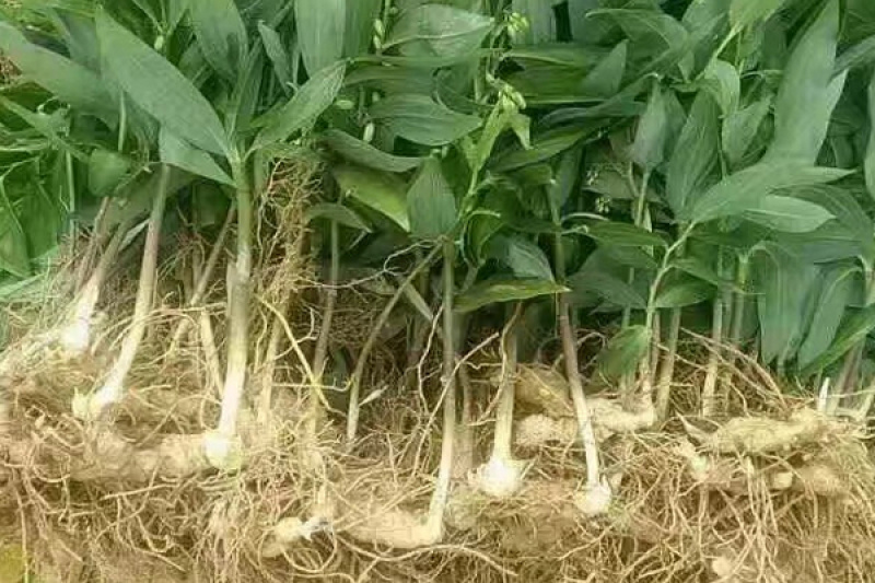 药典黄精种苗多花姜型不倒苗甜黄精精品中药材