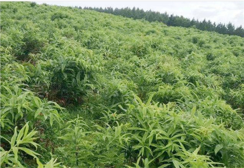 药典黄精种苗多花姜型不倒苗甜黄精精品中药材