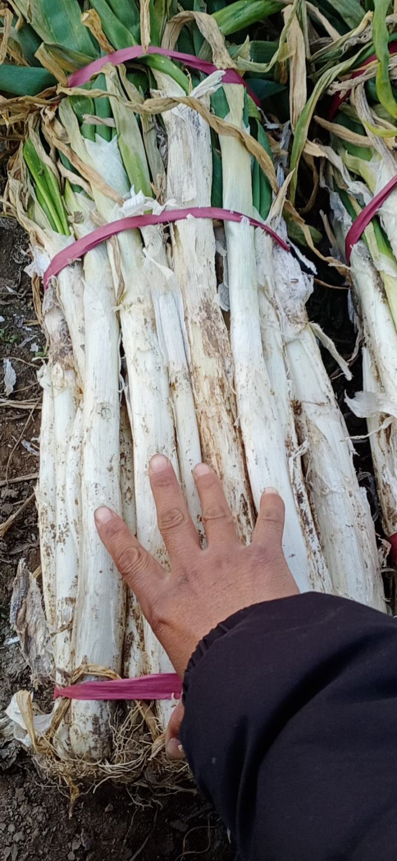 长白大葱毛葱净葱规格齐全河北产地直发一手货源