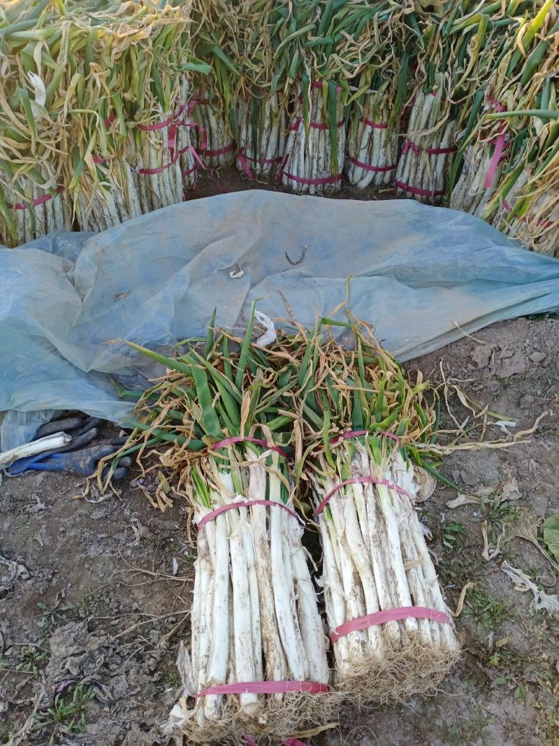 长白大葱毛葱净葱规格齐全河北产地直发一手货源