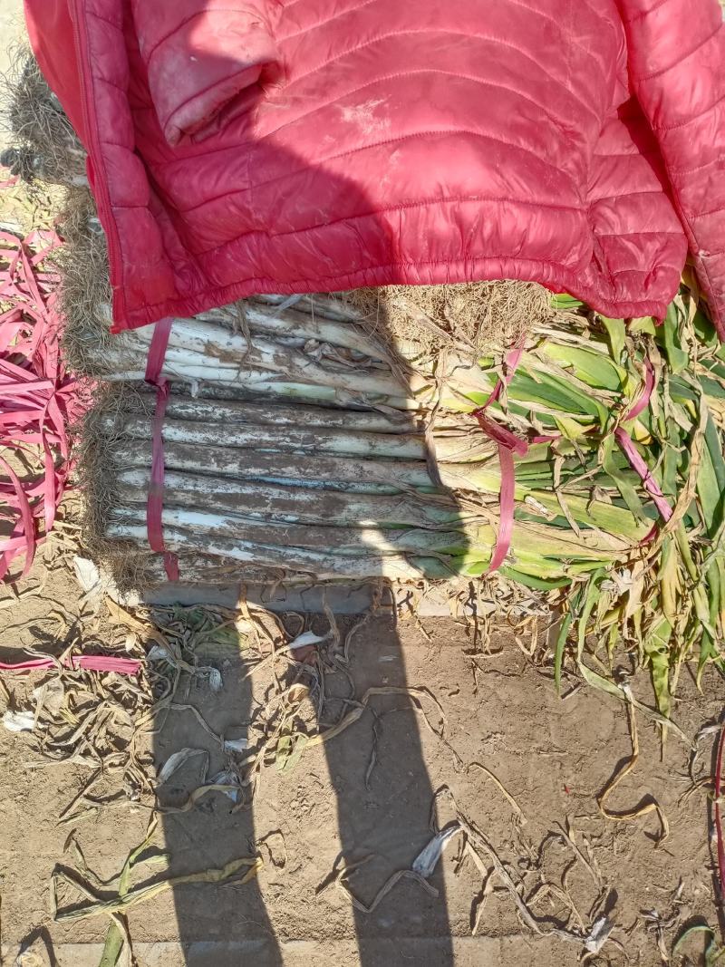 长白大葱毛葱净葱规格齐全河北产地直发一手货源
