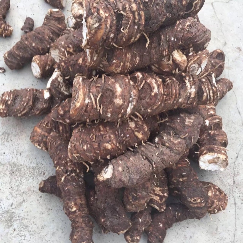 药典重楼种苗华重楼中药材七叶一枝花