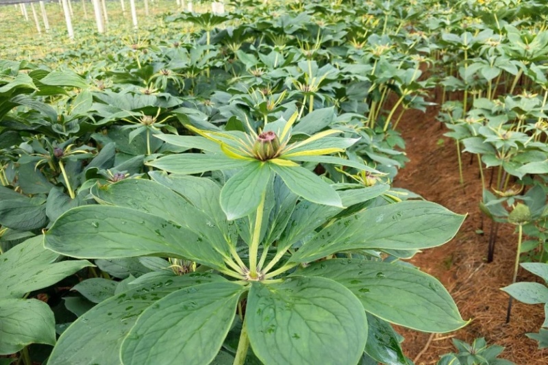 药典重楼种苗华重楼中药材七叶一枝花