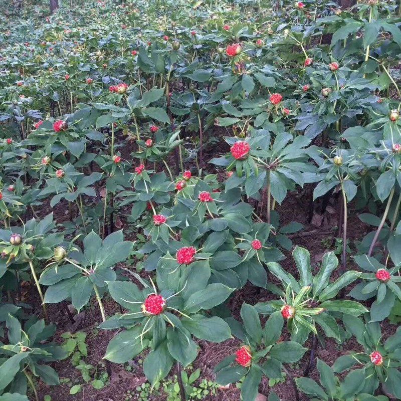 药典重楼种苗华重楼中药材七叶一枝花