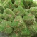 马尼拉草皮百慕大混播草皮大量优价供应