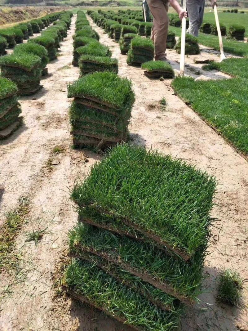 马尼拉草皮百慕大混播草皮大量优价供应