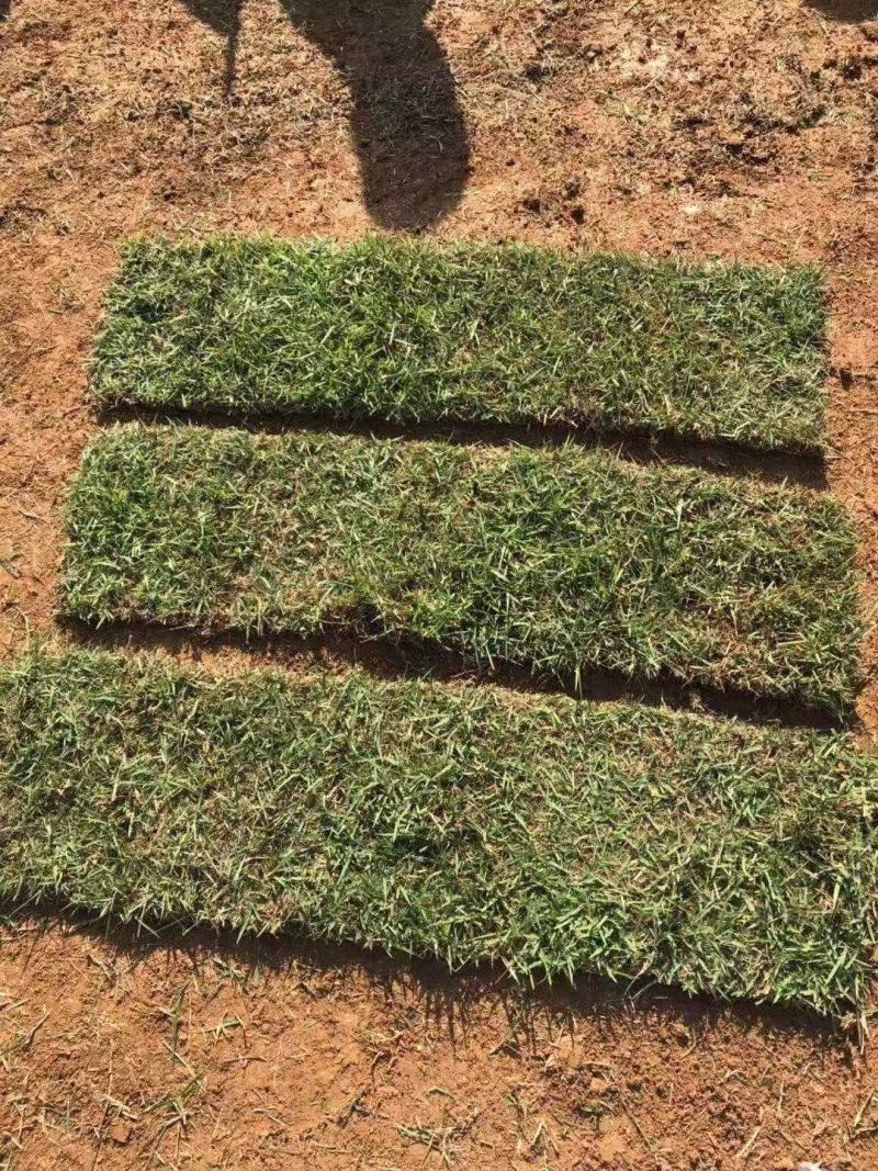 马尼拉草皮百慕大混播草皮大量优价供应