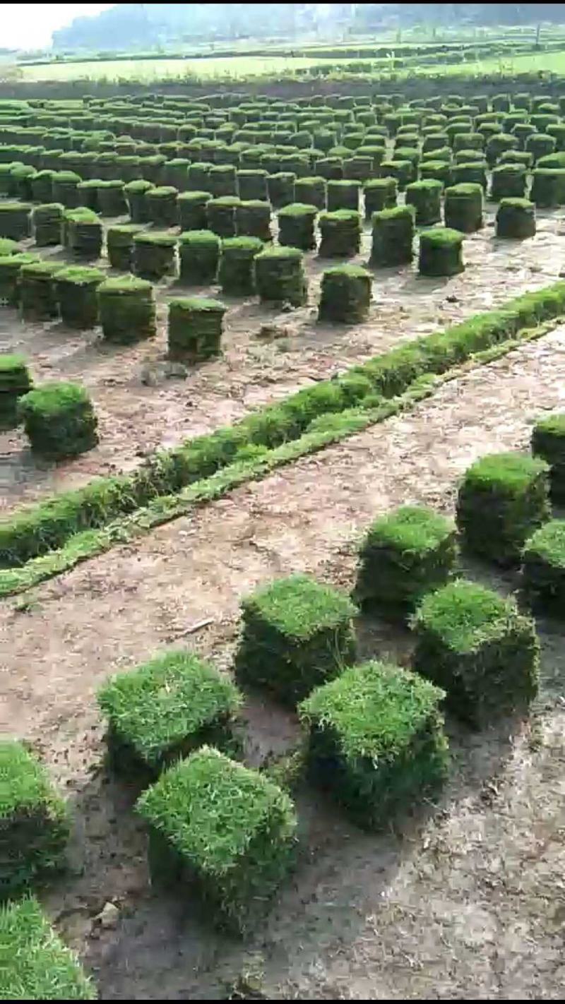 马尼拉草皮百慕大混播草皮大量优价供应