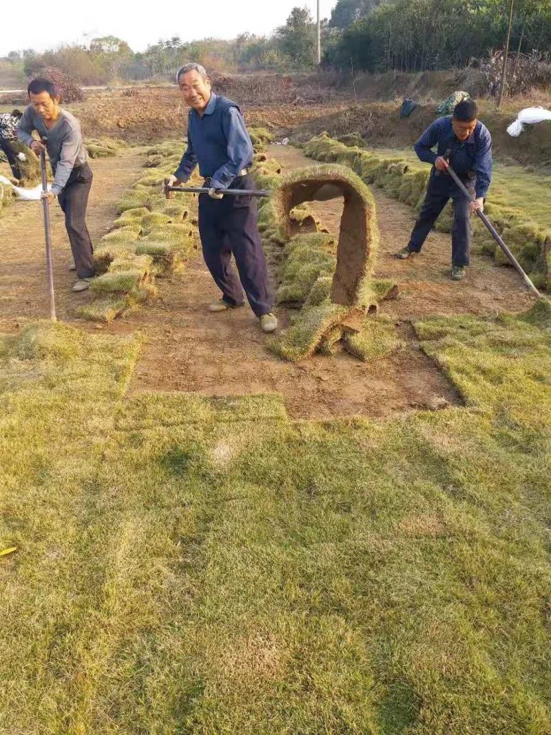马尼拉草皮百慕大混播草皮大量优价供应